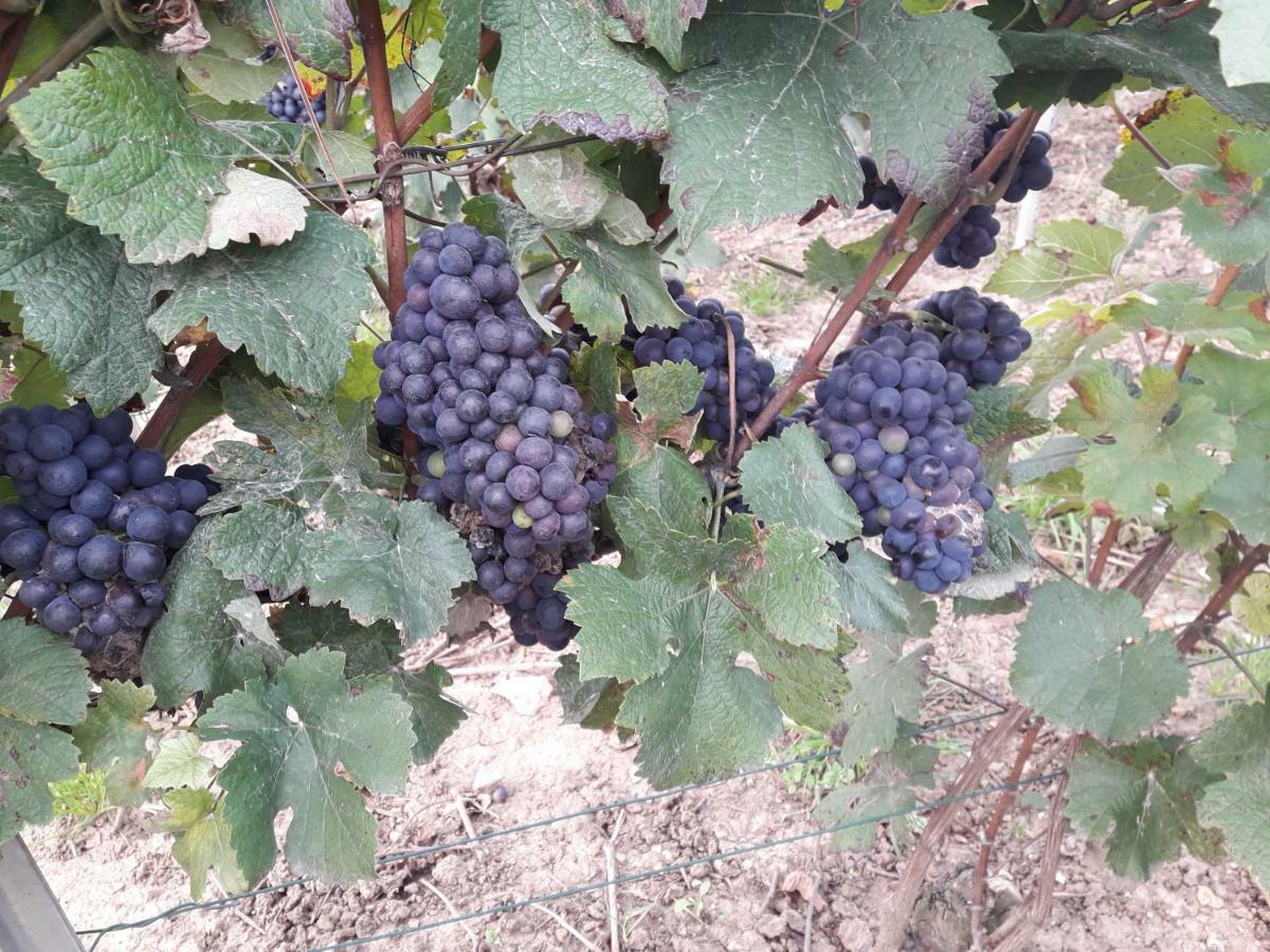 Flor'Ever En Champagne Fleury-la-Riviere エクステリア 写真